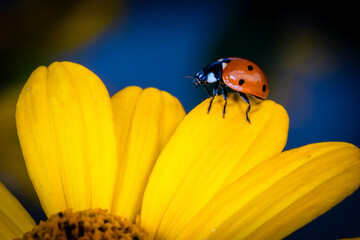 Ladybug Perched on a Bright Yellow Petal