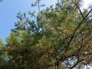 bright video with pine tree. sunny video of tall pine tree. branches and needles of coniferous...