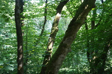 Sunlit moss covered trees in lush green woodland near Solomons Temple, The Peak District, England.