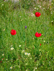 A vibrant field with three red poppies in full bloom, vertical picture.