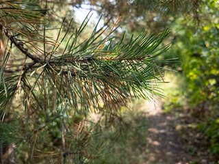 bright video with pine tree. sunny video of tall pine tree. branches and needles of coniferous...