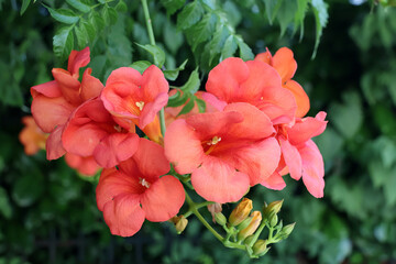 Obraz premium joli bouquet de fleur de bignone