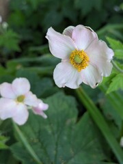 Delicate pale pink flower with a green and yellow center, surrounded by fuzzy buds and lush green leaves, captured in soft natural light with a shallow depth of field.
