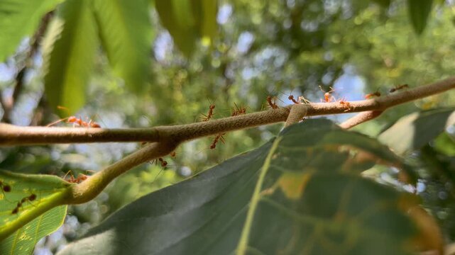 Red ants are running on a branch.