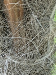 Close-up of fibrous palm tree trunk with dry tangled strands and natural textures in sunlight