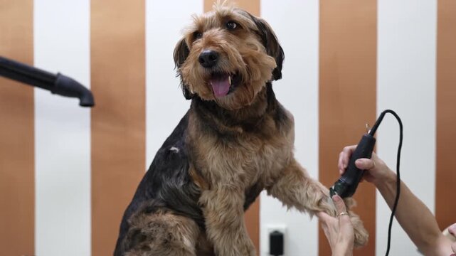 Professional groomer is carefully trimming the fur of an Airedale terrier dog with scissors, showing care and precision in a well-equipped grooming salon