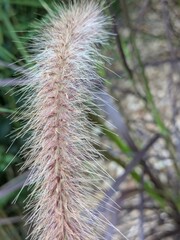 Close-up of a fluffy pink and white ornamental grass flower spike with fine bristles glowing in natural light, set against a blurred background of purple-green foliage.