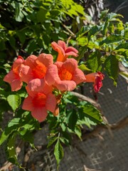 Cluster of vibrant orange trumpet-shaped flowers in full bloom, bathed in sunlight, surrounded by lush green foliage in a garden setting, showcasing natural beauty and vivid colors.