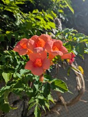 Cluster of vibrant orange trumpet-shaped flowers in full bloom, bathed in sunlight, surrounded by lush green foliage in a garden setting, showcasing natural beauty and vivid colors.