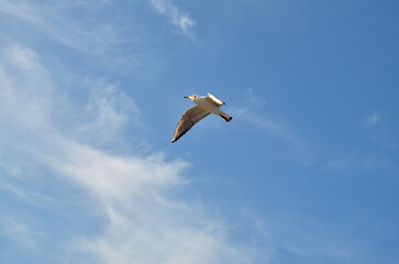One wild seagull flying high in the blue sky with light white cloud . Nature ,seagull, fauna...