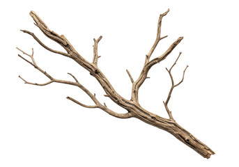 Fototapeta premium A single long dry bare tree branch with intricate weathered textures, gnarled twigs in desaturated browns and grays, presented as a full object on a transparent shadowless studio background, ultra