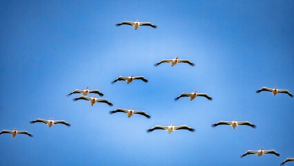 Flock of white pelicans flying in V formation against blue sky
