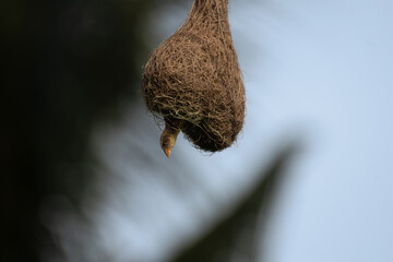 A vibrant close up of Baya weaver bird clinging to its intricately woven hanging nest, showcasing natures architectural marvels and avian craftsmanship.