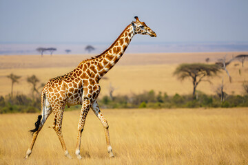 Fototapeta premium Close-up of a majestic giraffe, a long-necked mammal, walking through the tall grass of the African savanna, epitomizing wild nature and safari wildlife in Kenya or Tanzania