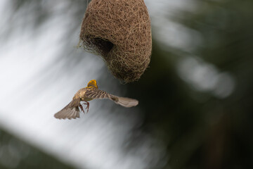 A vibrant Baya weaver in mid flight approaches its intricately woven hanging nest, showcasing the marvels of avian architecture and natures engineering.