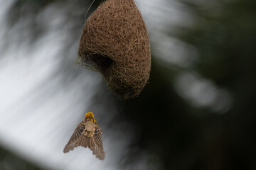 Obraz premium A vibrant Baya weaver in mid flight approaches its intricately woven hanging nest, showcasing the marvels of avian architecture and natures engineering.