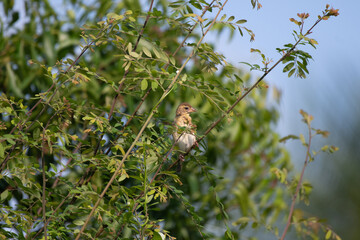 A small Baya weaver bird perches gracefully on a leafy branch amidst dense green foliage, blending harmoniously with its natural surroundings.
