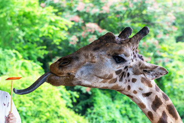 Safari. Giraffe with distinctive spots is extending its long tongue towards to carrots held by...