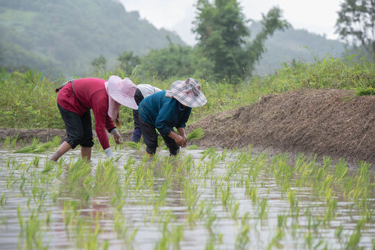 Farmers grow rice in terraced fields on hillsides during the rainy season, planting sanpatong 1 rice variety.