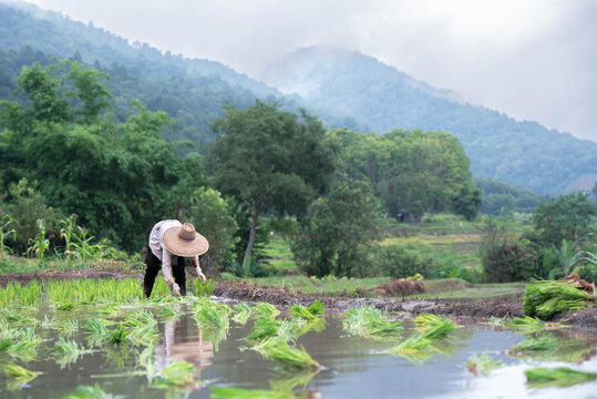 Farmers grow rice in terraced fields on hillsides during the rainy season, planting sanpatong 1 rice variety.