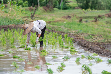 Farmers grow rice in terraced fields on hillsides during the rainy season, planting sanpatong 1 rice variety.