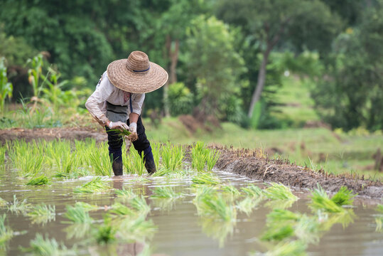 Farmers grow rice in terraced fields on hillsides during the rainy season, planting sanpatong 1 rice variety.