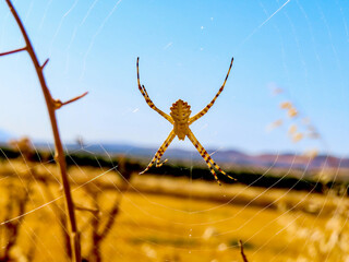 Argiope lobata