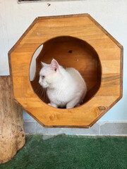 Obraz premium White fluffy cat. White cat grooming .High quality photo