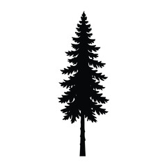 Silhouette of a tall evergreen pine tree against a white background