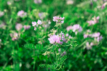 Delicate pink flowers bloom amidst a vibrant green field. Springtime blossoms in a field of wildflowers. Springtime blossoms in a field of wildflowers.
