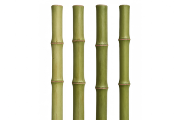 Four green bamboo stalks standing upright against a transparent background, ready for integration into any design