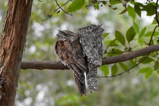 Male and Female Tawny Frogmouth 
