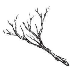 Hand Drawn Bare Tree Branch in Vintage Engraving Style.
