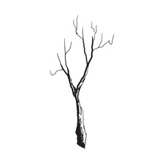 Hand Drawn Bare Tree Branch in Vintage Engraving Style.
