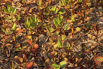 Spring young shoots of Japanese knotweed (Reynoutria japonica)