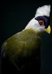 A close up of a White-crested turaco