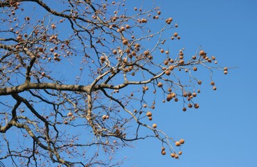 Branch of London planetree Platanus x hispanica in winter. Brown seed balls cluster on bare branches against clear blue sky. Urban park design background element, nature seasonal cycle.