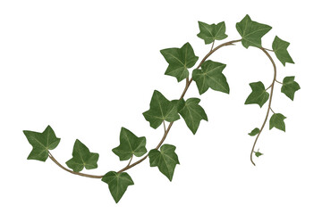 Ivy branch winding and growing on transparent background, perfect for decorations and nature-themed projects