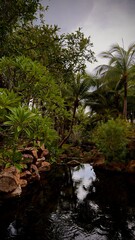 river in the forest