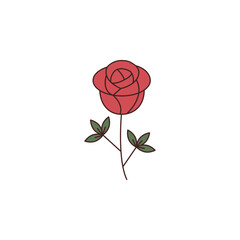 Rose flower illustration on transparent background.