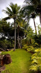 palm trees in the park
