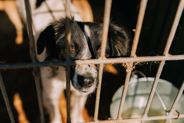 A hopeful dog sits in a cage, waiting for someone to adopt it and give it a loving home filled with...