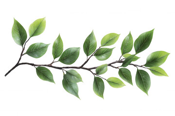 Fototapeta premium Lush green leaves adorn branch transparent in this watercolor painting, set against a a background, offering a touch of nature's artistry