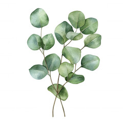 Obraz premium Watercolor eucalyptus branches creating soft botanical artwork with transparent background, ideal for minimalist design elements