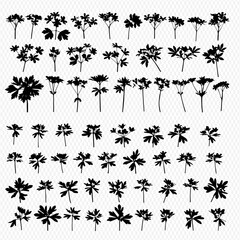A collection of forty-eight black silhouette illustrations of various parsley plants and leaves arranged in rows against a transparent background.