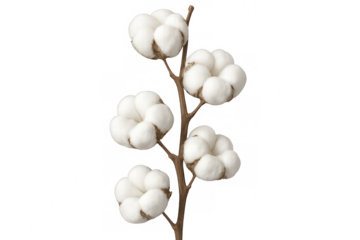 Close-up of a cotton plant branch displaying several fluffy cotton bolls, isolated on a transparent background, ready for easy integration into designs