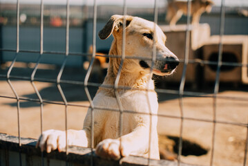 A playful and eager dog peeks out from behind a fence at a shelter, eagerly seeking attention and...