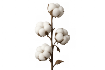 Close-up revealing fluffy cotton bolls on cotton plant stem, white softness against transparent backdrop, ready for graphic design integration