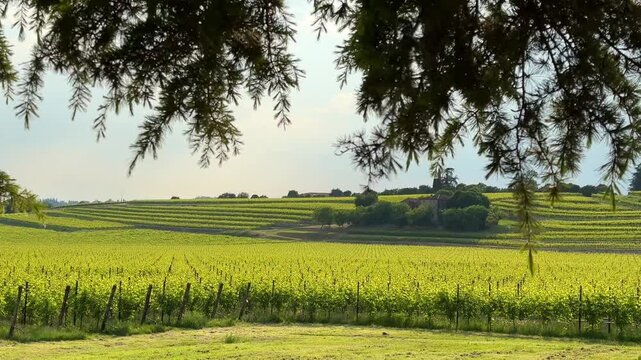 video of vibrant Italian vineyards in spring and summer. lush green fields, vine rows, and rolling hills &mdash; perfect for nature, seasonal, and travel content