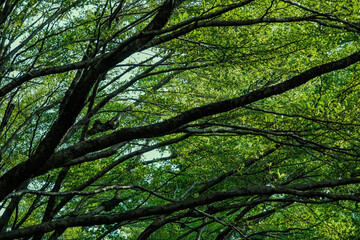 a green scene of many branches of tree surround with green leaves